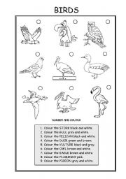 English Worksheet: ANIMALS (BIRDS)