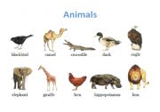 English worksheet: Animals