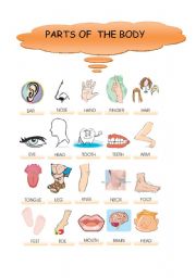 English Worksheet: body parts