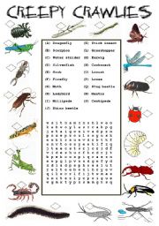 Creepy Crawlies - Insects