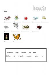 English worksheet: Insects