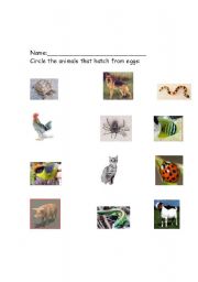 English Worksheet: animals that hatch from eggs