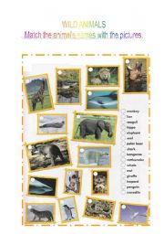 English Worksheet: WILD ANIMALS