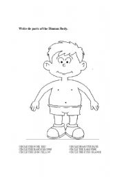 English worksheet: PARTS OF THE BODY