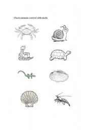 English worksheet: Animals with shells