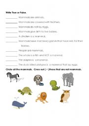 English worksheet: mammala