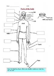 English worksheet: Parts of the Body