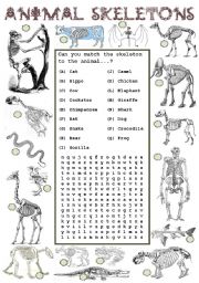 English Worksheet: Animal Detectives