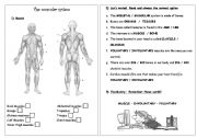 English Worksheet: Science - Muscular System