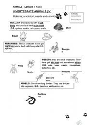 English worksheet: Invertebrate animals