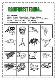 English Worksheet: Rainforest Fauna