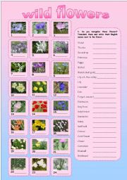 English Worksheet: WILD FLOWERS