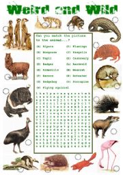 English Worksheet: Animals - Weird and Wild