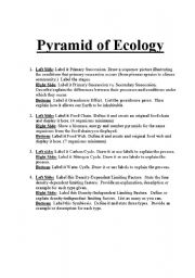 English Worksheet: Pyramid of Ecology