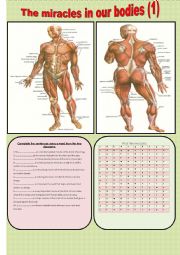 English Worksheet: The miracles in the human bodies (1)