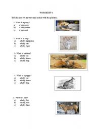 English worksheet: animals