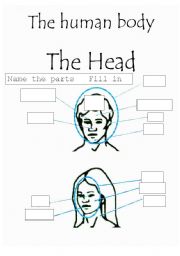 English Worksheet: The Human Body - The head fill in the box worksheet
