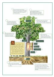 English Worksheet: PARTS OF THE TREE