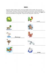 English worksheet: Birds