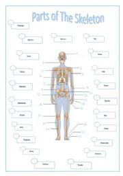PARTS OF THE SKELETON
