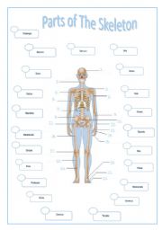 English Worksheet: PARTS OF THE SKELETON