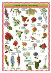 English Worksheet: Garden Flowers - Pictionary