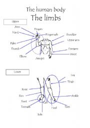 English Worksheet: The human body - The limbs