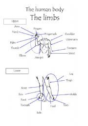 The human body - The limbs