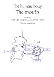 The human body - The Mouth vocabulary