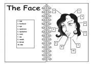 English Worksheet: The Face - Pictionary