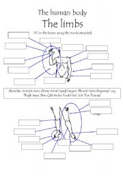 English Worksheet: The Human body - the limbs worksheet 1