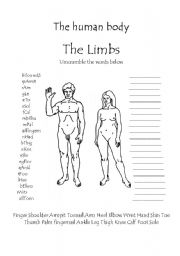 English Worksheet: The human body - The limbs word scramble worksheet