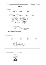 English Worksheet: BIRDS