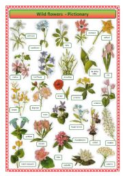 English Worksheet: Wild flowers -pictionary