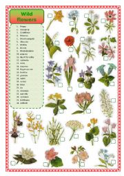 English Worksheet: Wild flowers-matching