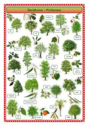 English Worksheet: Deciduous trees - pictionary