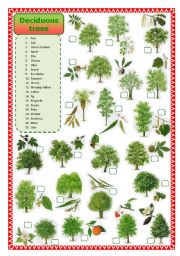 English Worksheet: Deciduous trees matching 