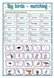 English Worksheet: Big birds - matching