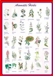English Worksheet: Aromatic Herbs Pictionary