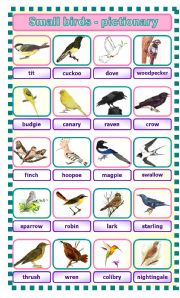 English Worksheet: Small birds - pictionary