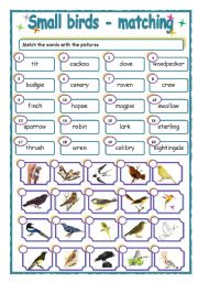 English Worksheet: Small birds - matching