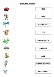 English worksheet: BIRDS AND INSECTS