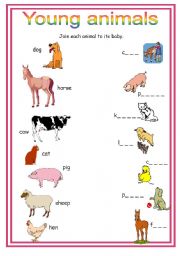 English Worksheet: young animals