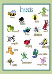 Insects Pictionary