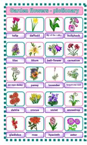 English Worksheet: Garden flowers - pictionary