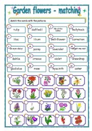 English Worksheet: Garden flowers - matching