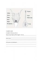 English worksheet: Pollination fertilization