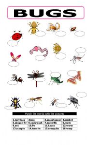 English Worksheet: BUGS