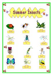 English Worksheet: SUMMER INSECTS