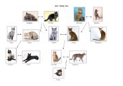 English Worksheet: Cats family tree